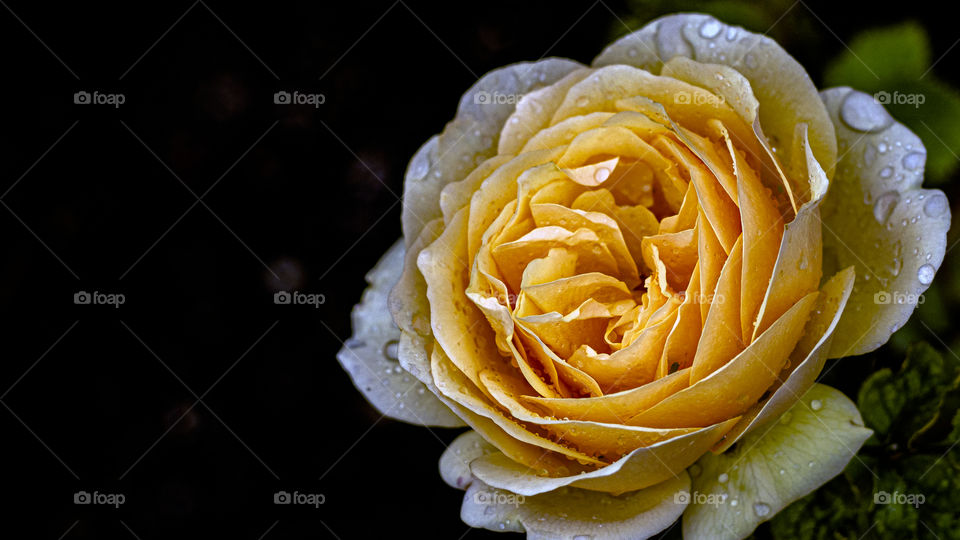 Rosa amarilla -yellow Rose