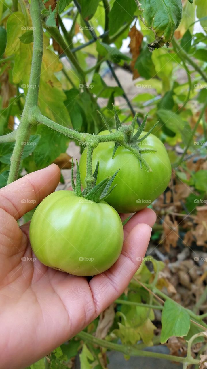 Growing tomatoes