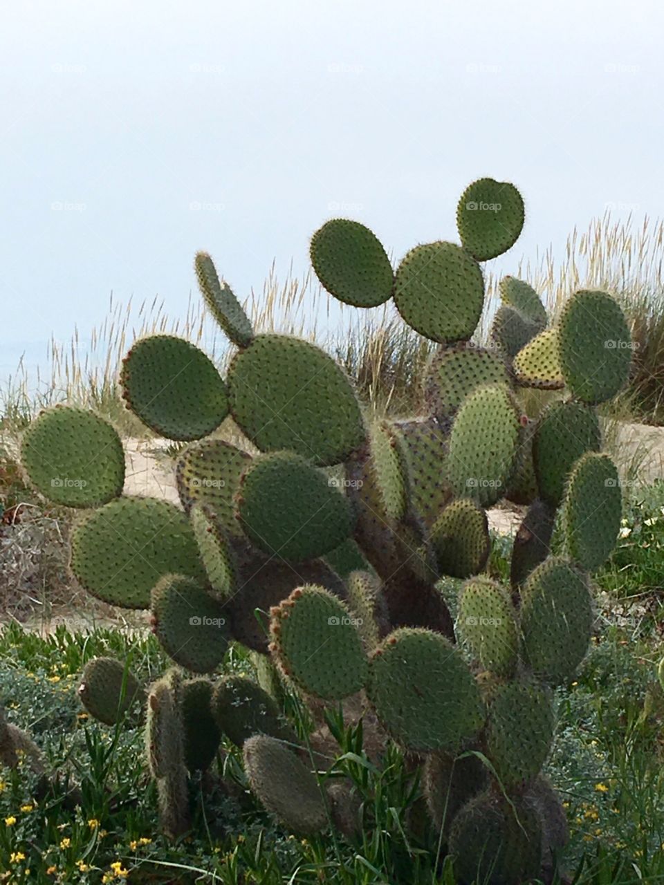 Cactus 