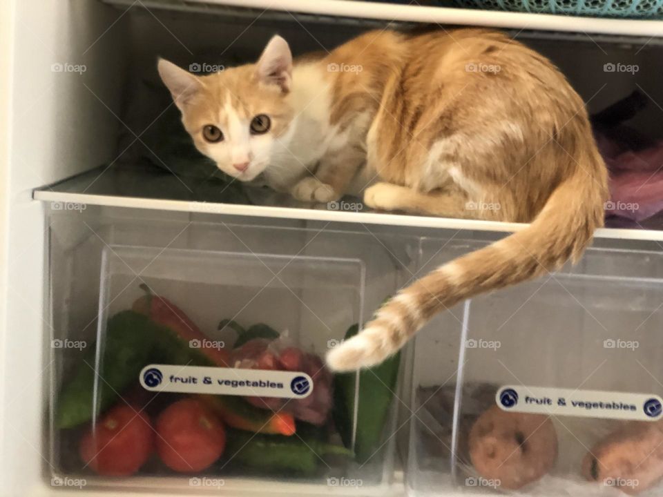 Beautiful and cute cat in the fridge looking at camera.