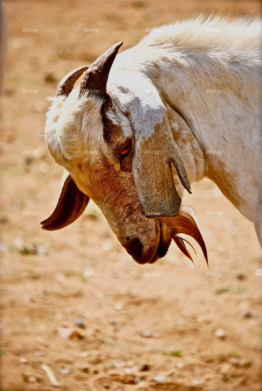 Goat in Kenya