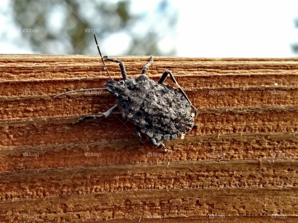 Stink Bug on Porch