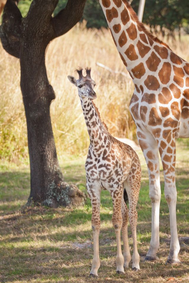 Young Giraffe
