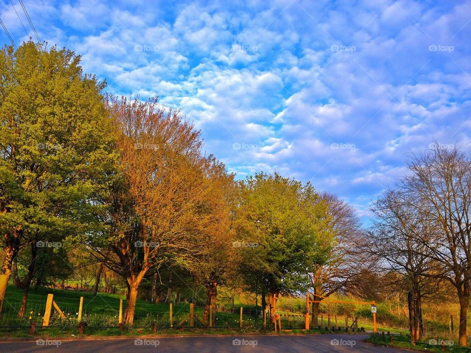 Scenic view of tree during cloudy sky