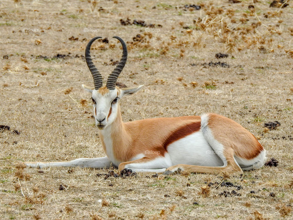 Antelope