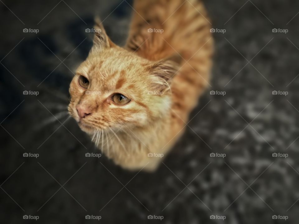 orange cat with curious gaze