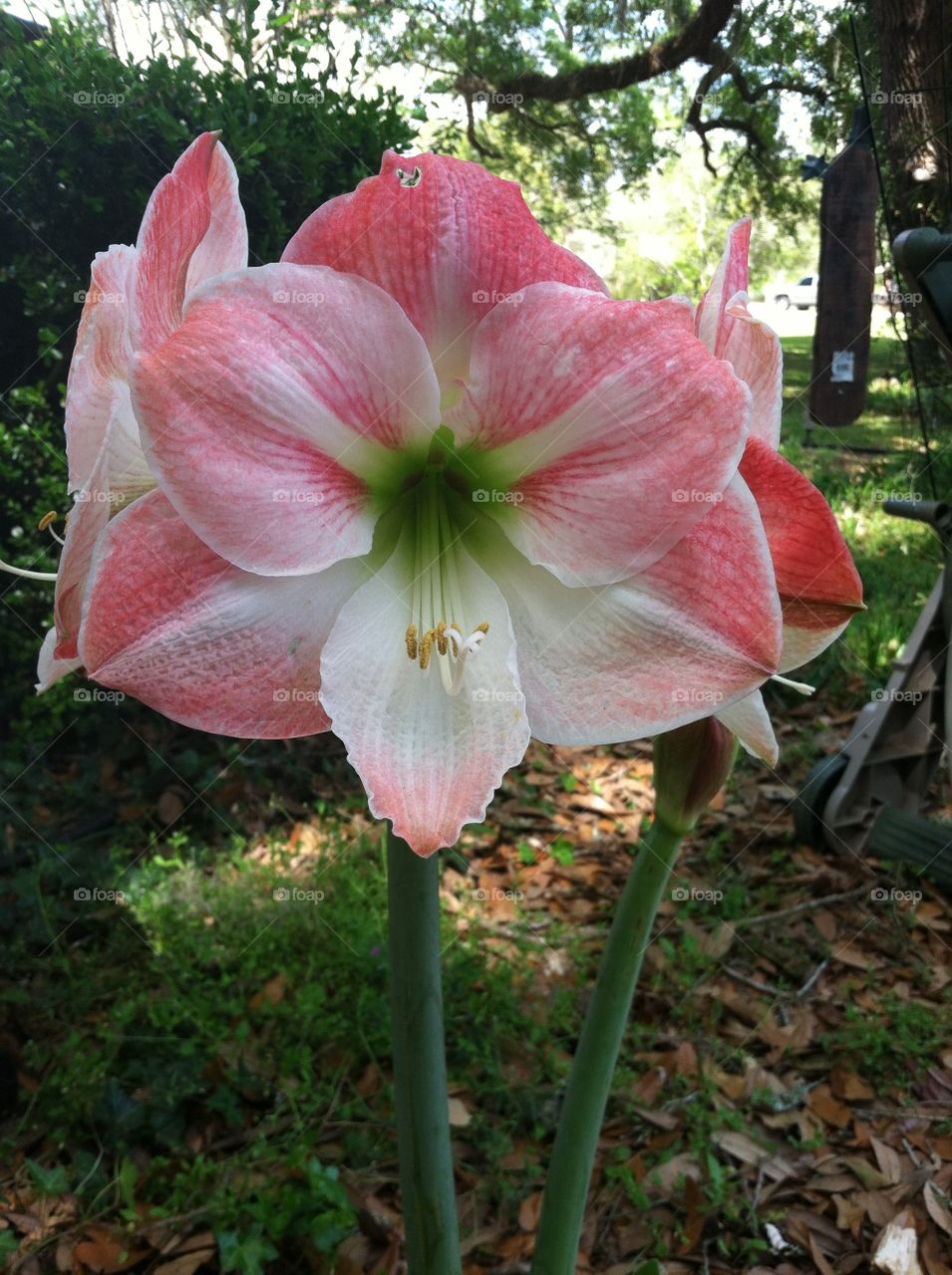 Amaryllis Lover