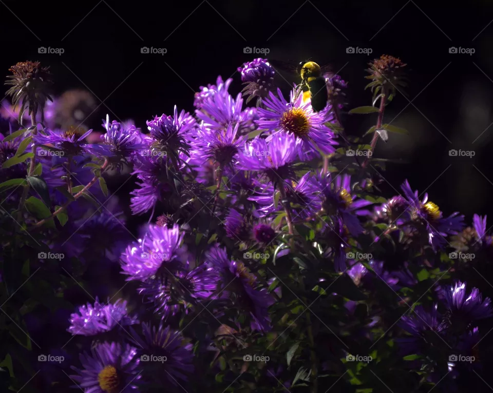 Bee