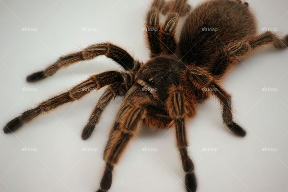 Tarantula on white background