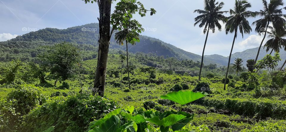 Mountain ride...Different green mat welcoming in to the forest...Fresh air
