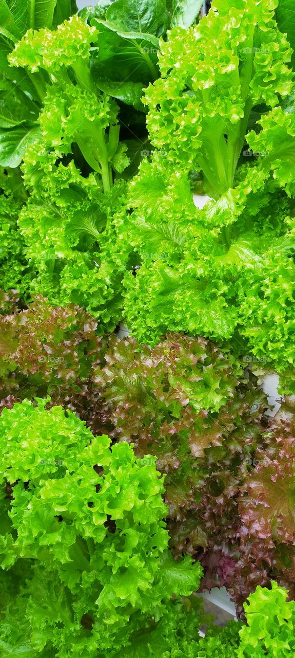 Green and brown garden lettuce growing as hydrophonics.