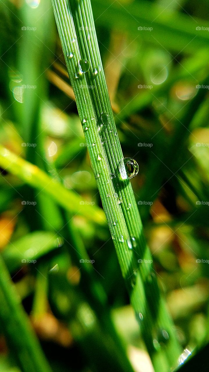 A simple bead of water on a piece of grass. How perfect that bead is