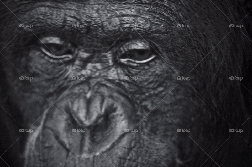 zoo eyes sad monkey by nufcsim