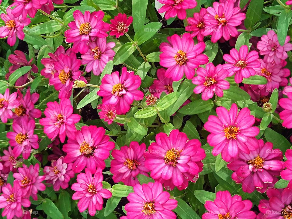 Beautiful pink flowers.