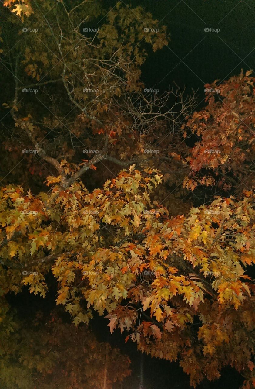 tree in night