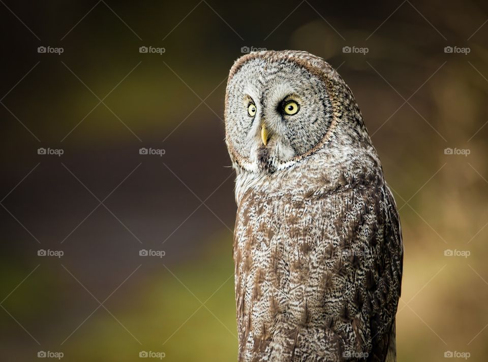 Portrait of grey Owl