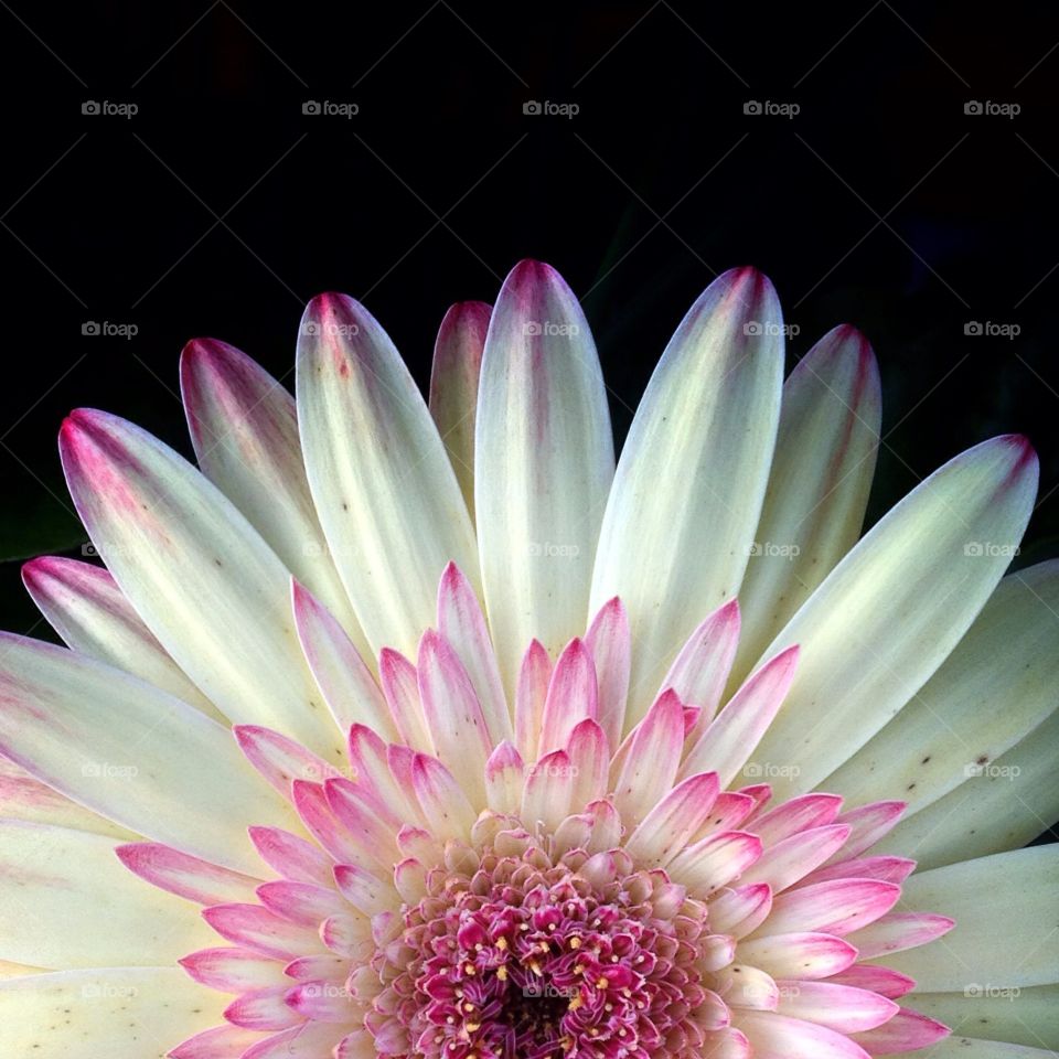 Pink macro daisy with pink and white petals.