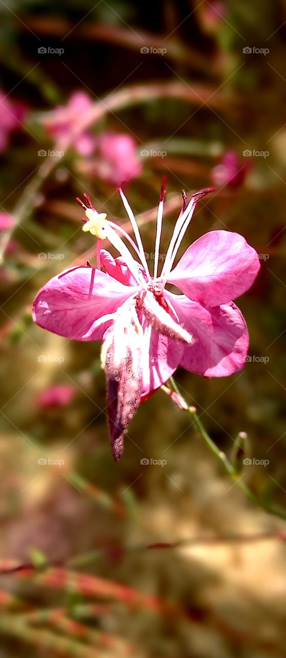 pink and gently flowers