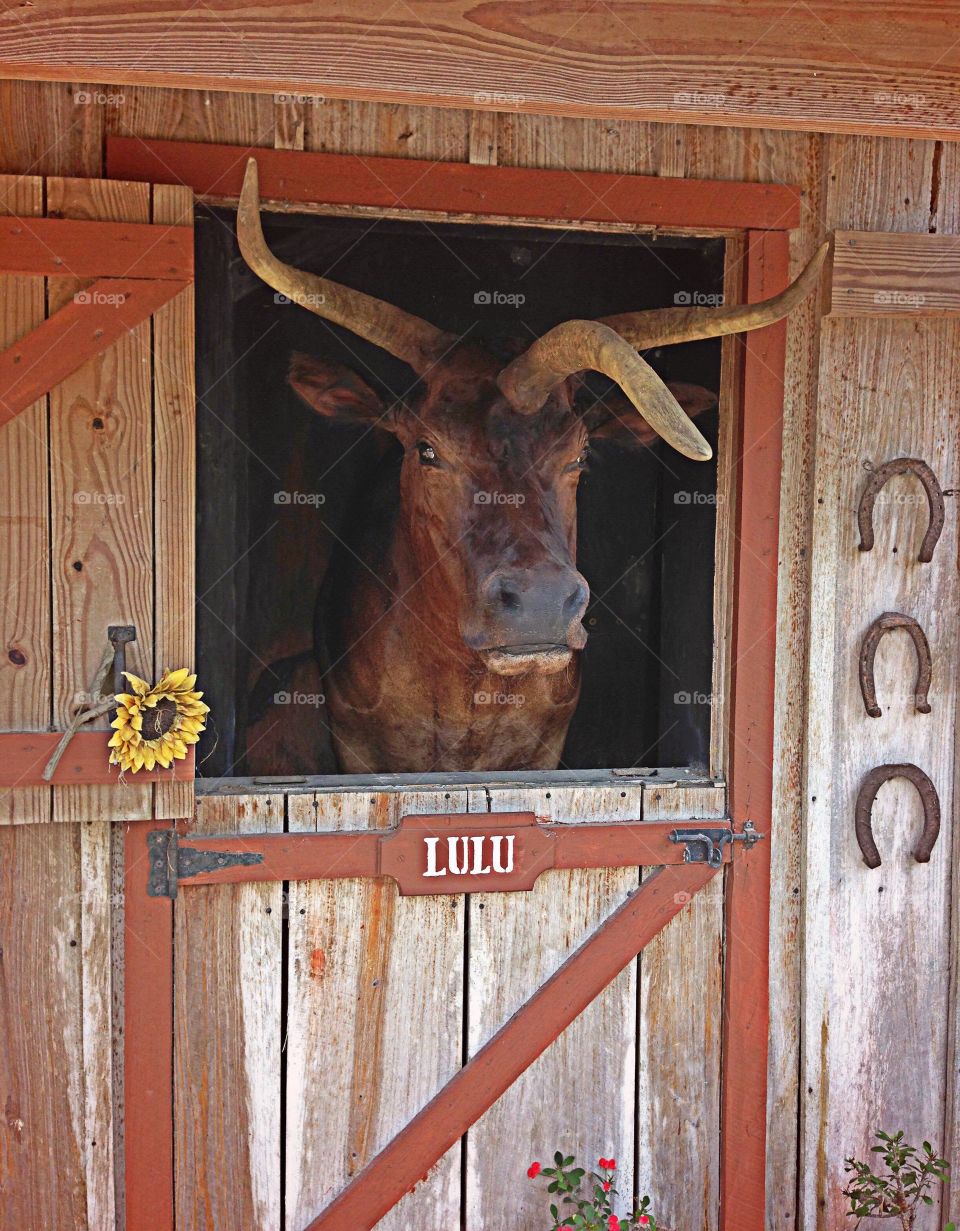 Unique cow