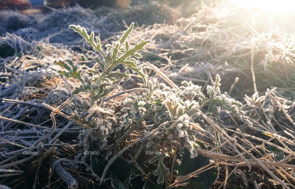 First Frost Winter is Coming