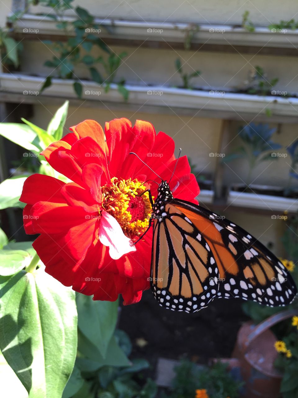Monarch Butterfly and Zinnia. Homegrown Organic Zinnia attracts Monarch Butterfly