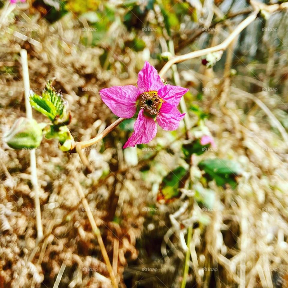 Early spring growth.