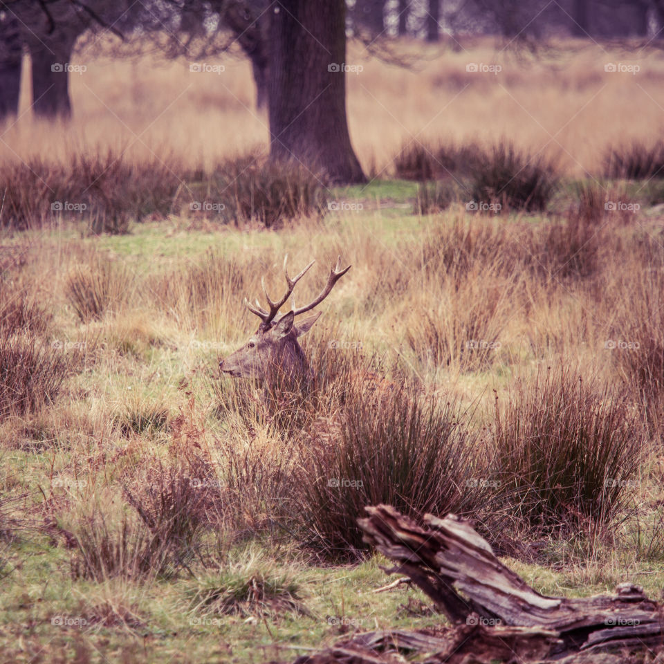 A beautiful deer in the park. Richmond park in London. Sweet animal portrait.