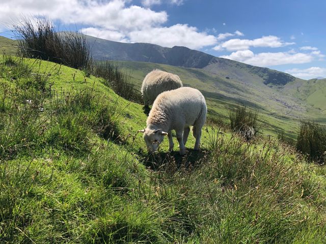 Snowdon sheep