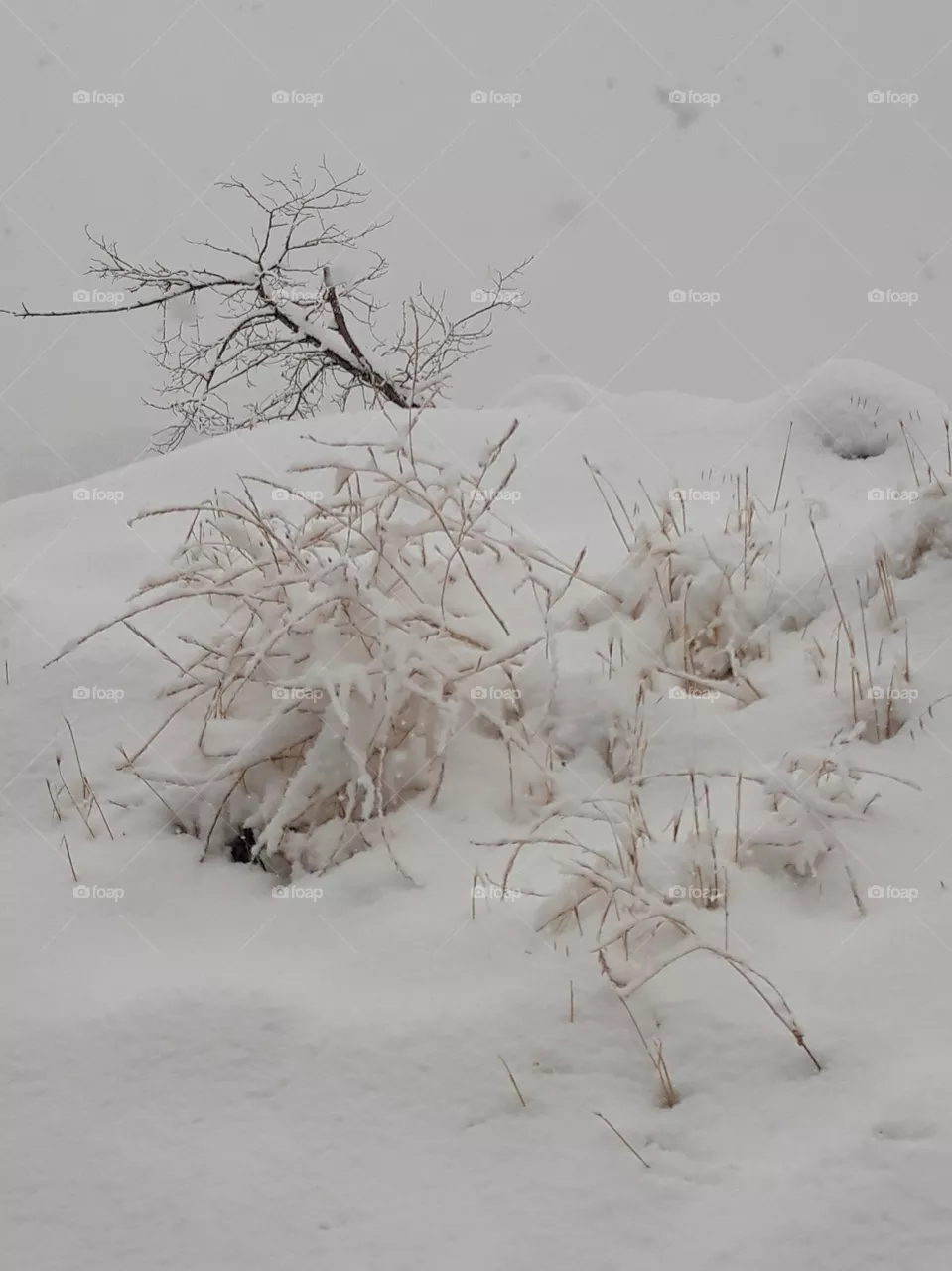 snow