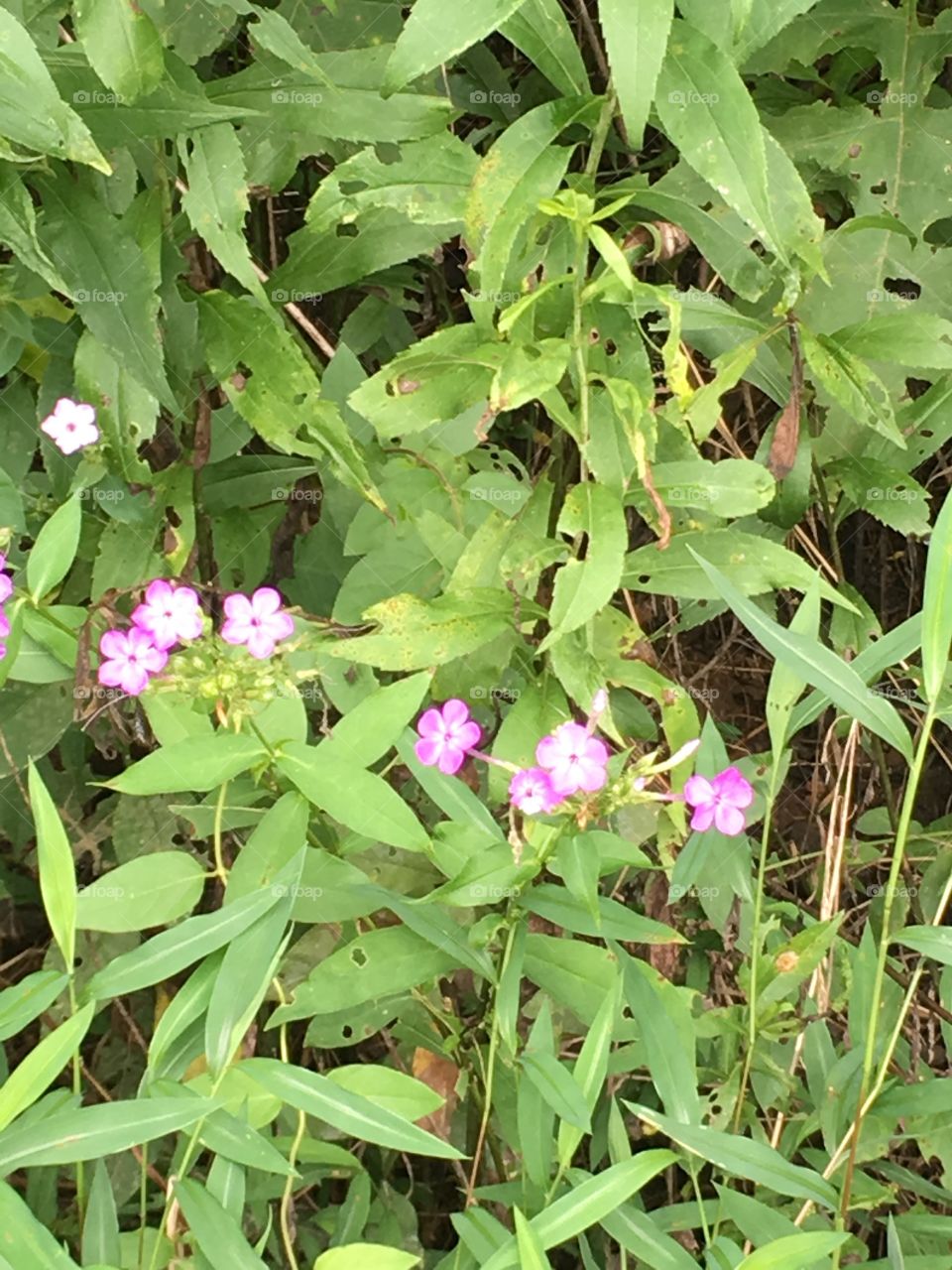 Purple flower weeds