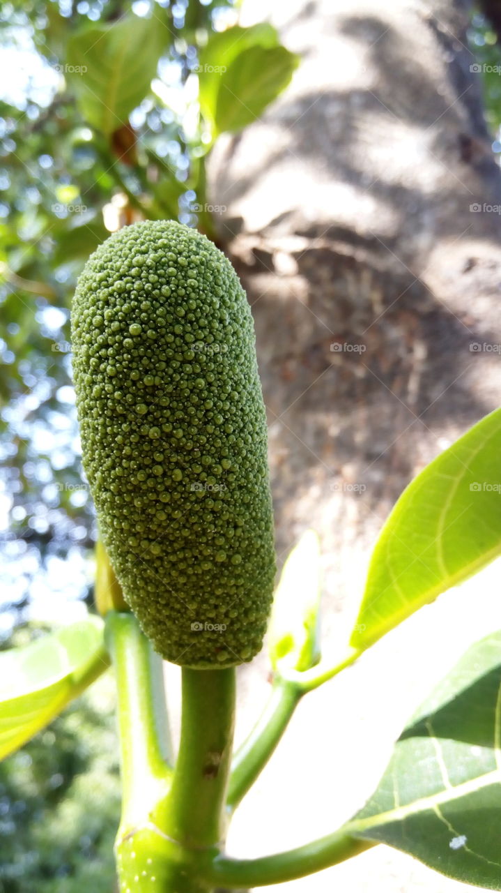 Little Jackfruit