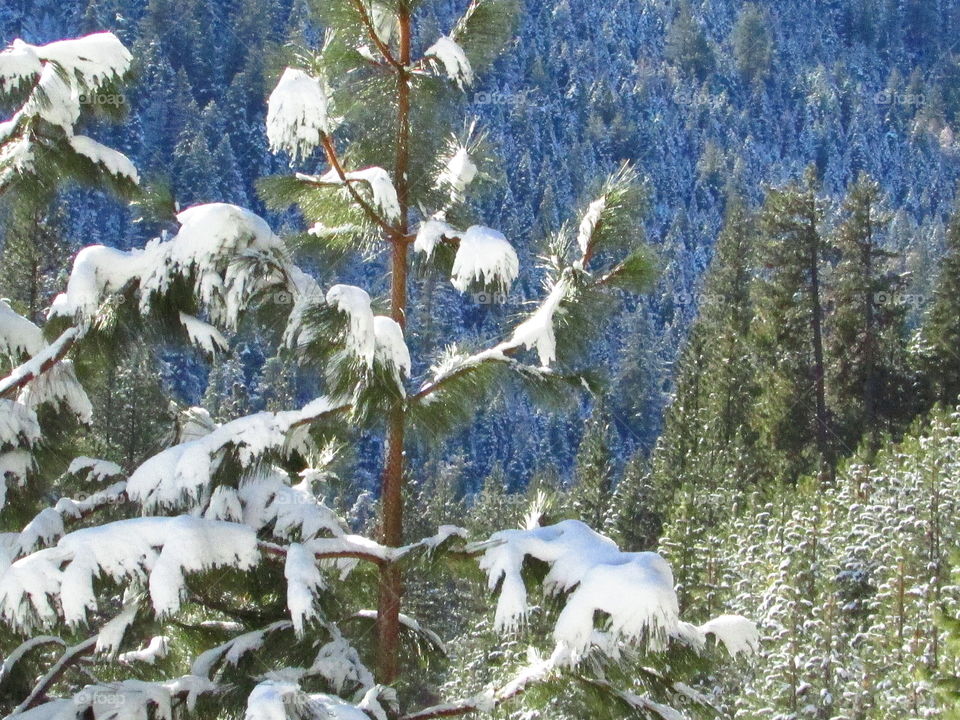 snow trees