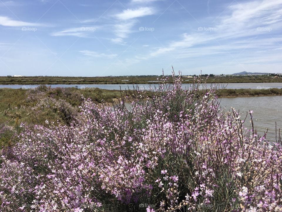 Blooming limonium as sea lavender in salt marshes 