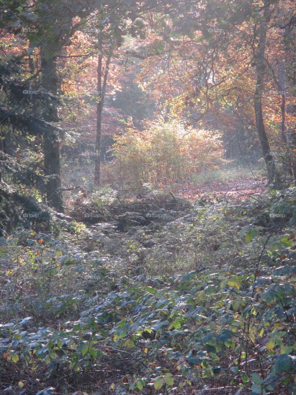 Autumn trees in woodland