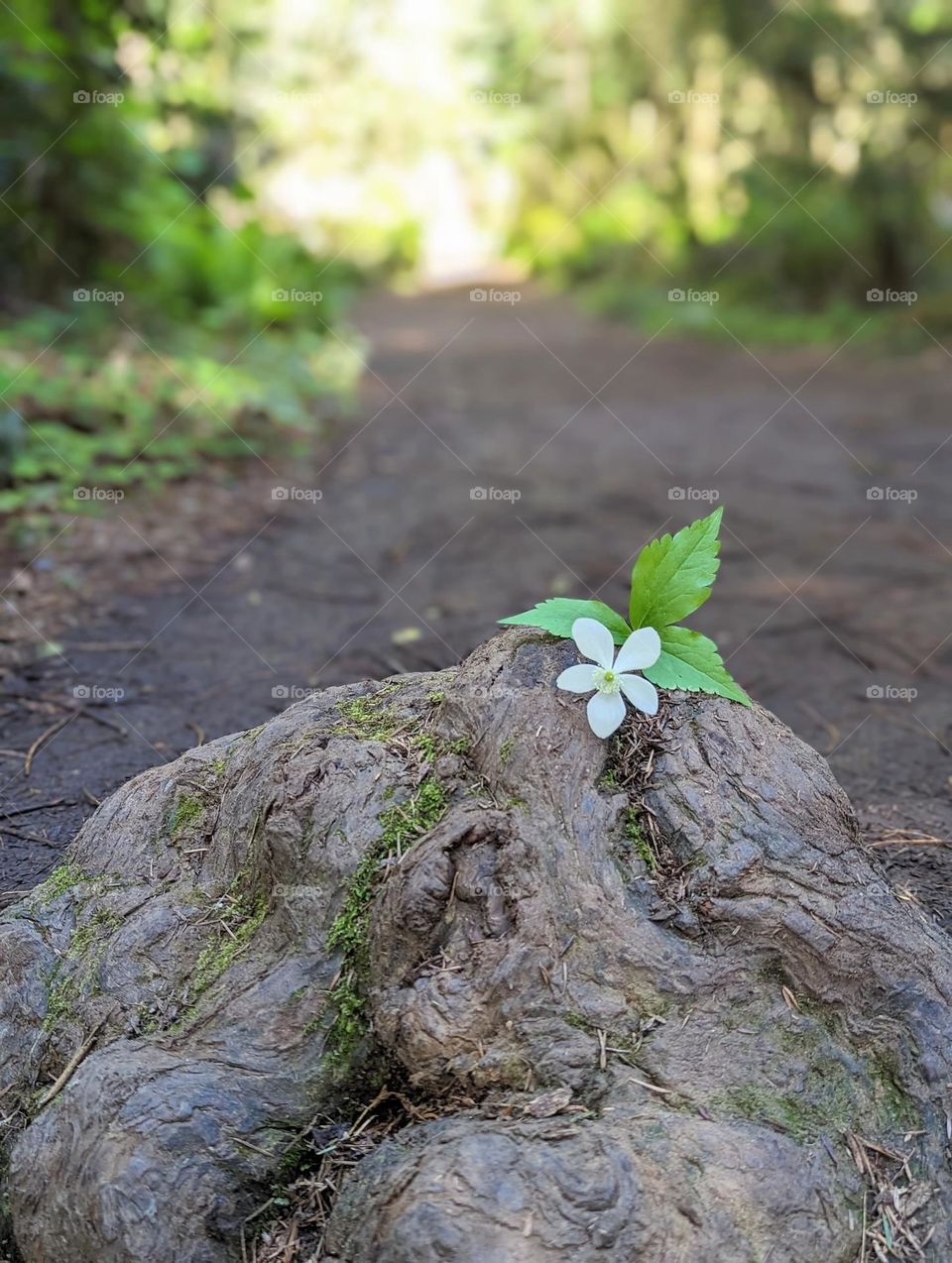 single white flower with three green leaves on a stem laying by itself on a rock in the forest