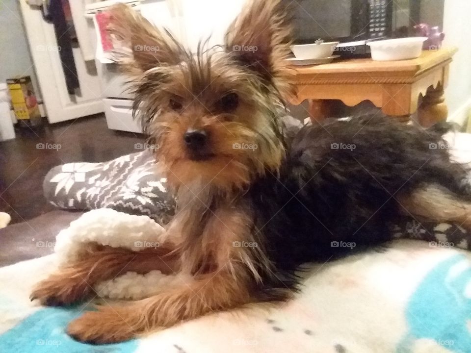 yorky