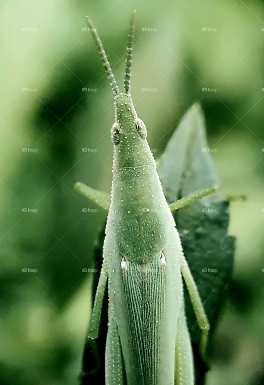 Oriental Long Headed Grasshopper (Chinese Grasshoper)