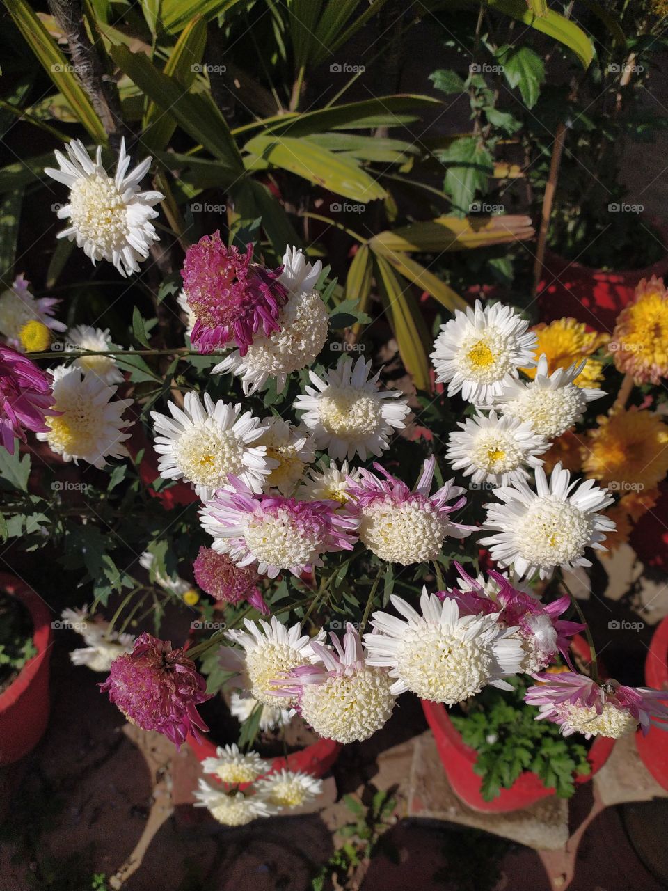 Multicolored chrysanthemum flowers