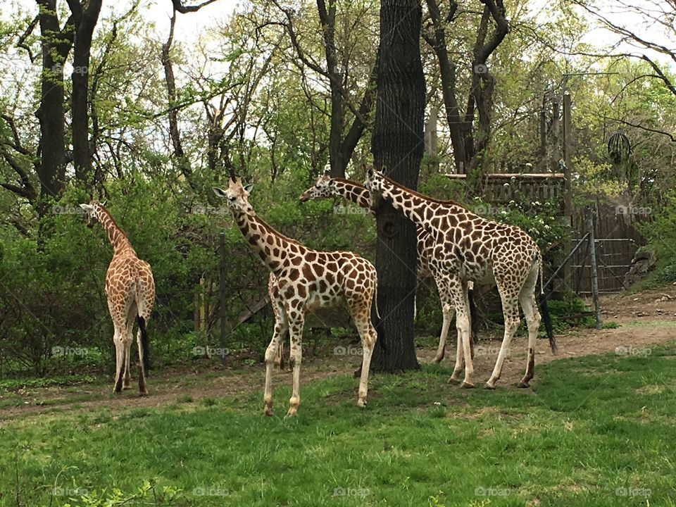 Bronx Zoo giraffe family eating lunch