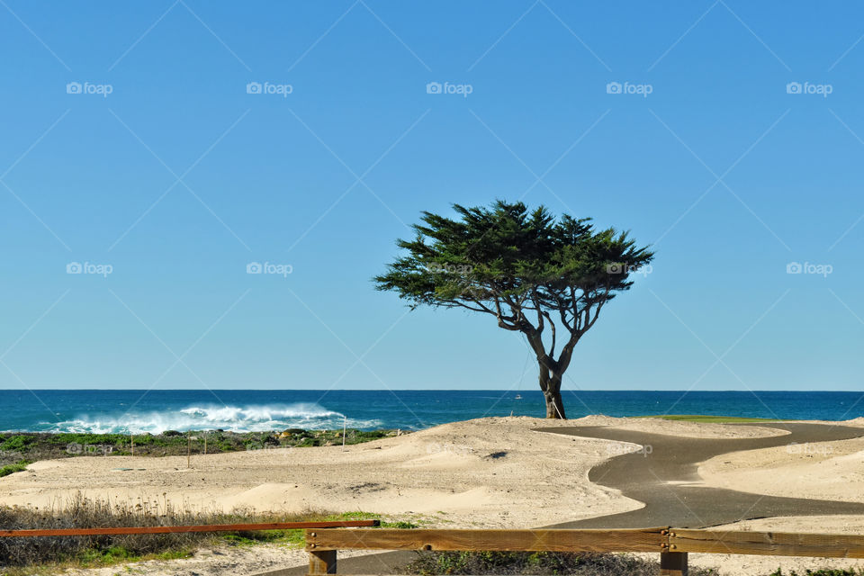 Lonely cypress tree at a Pacific Ocean coast with a trail laying along the beach. Winter time. Copy space