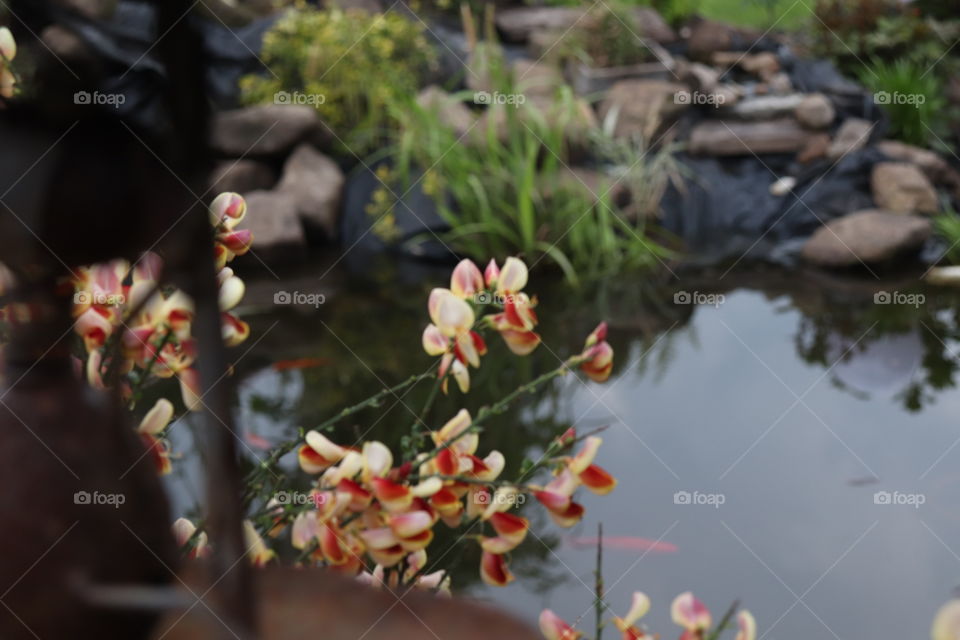 Flower on pond
