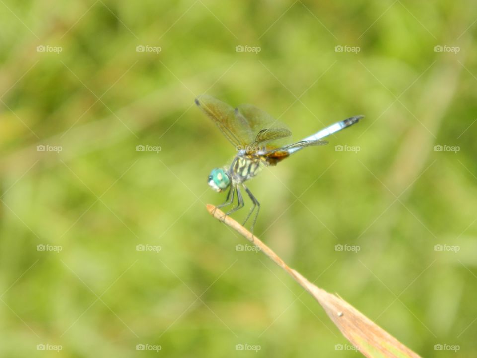 dragonfly