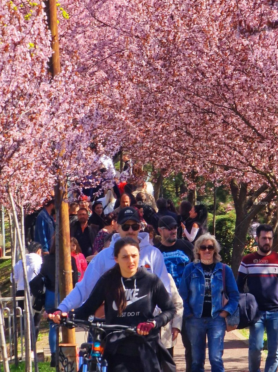 Japanese cherry tree alley in Timisoara