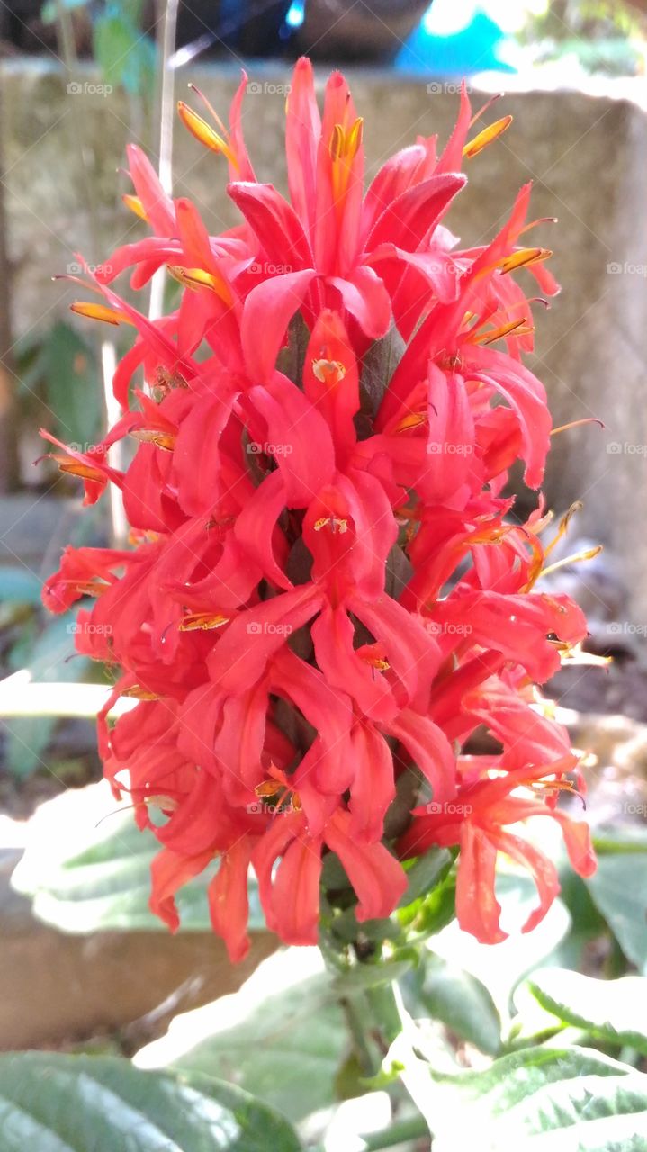 Beautiful,Red  colour  flower  in  a  garden