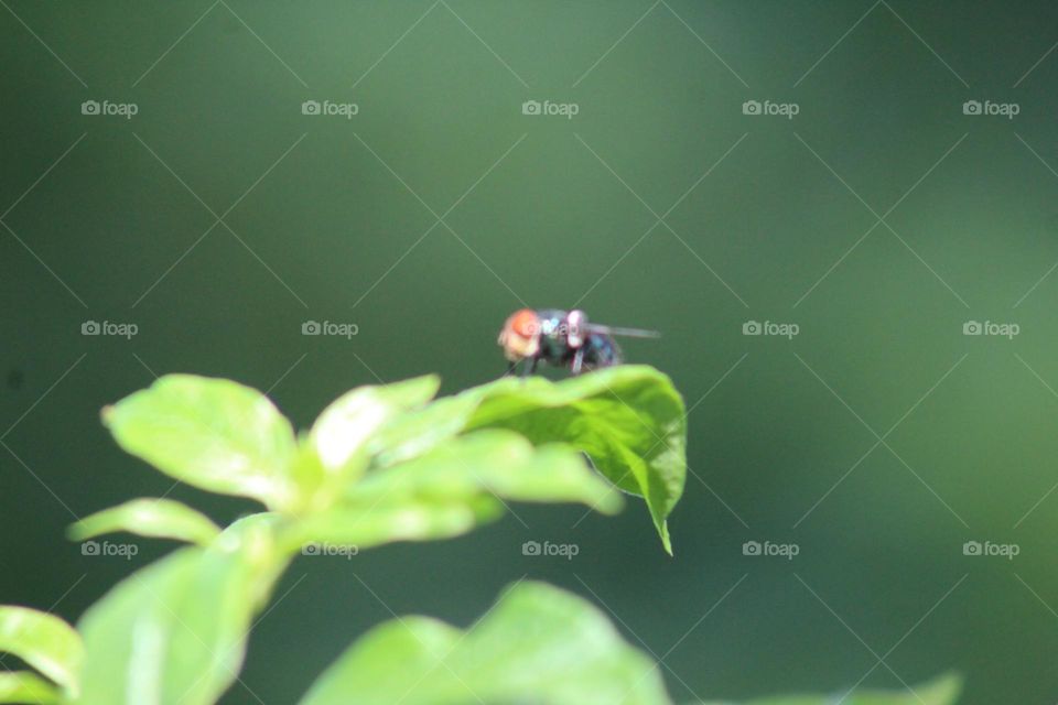 green flies on leaves