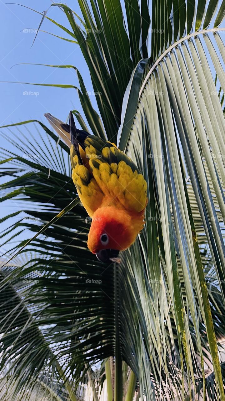 Birds and bee’s beauty 