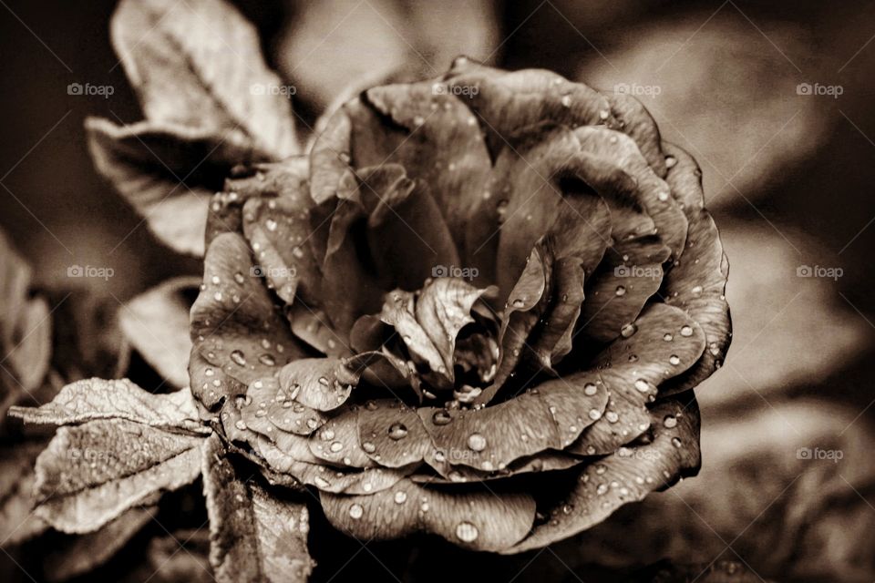 wild rose, black and white, water drops on rose