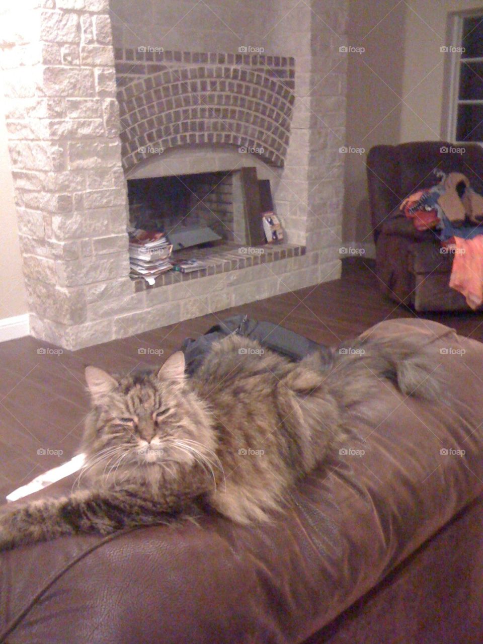 Tortoiseshell cat on couch. Tortoiseshell cat on couch