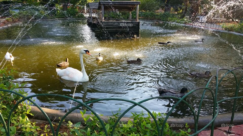 Swans in a pond