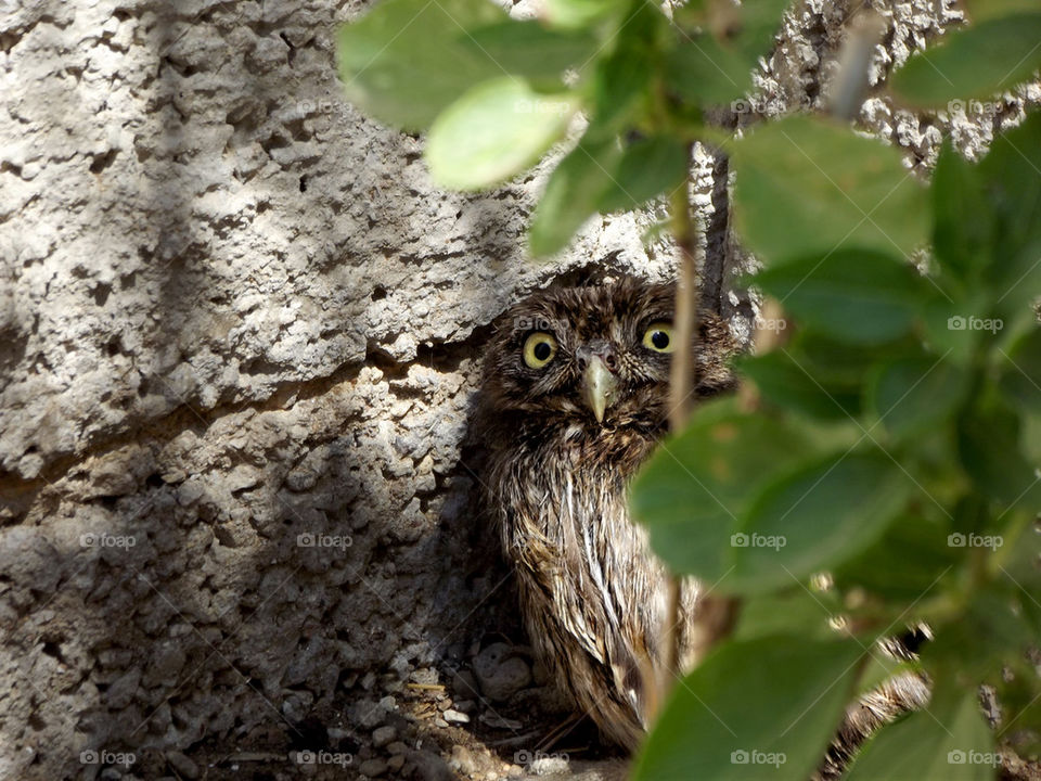 owl hidding